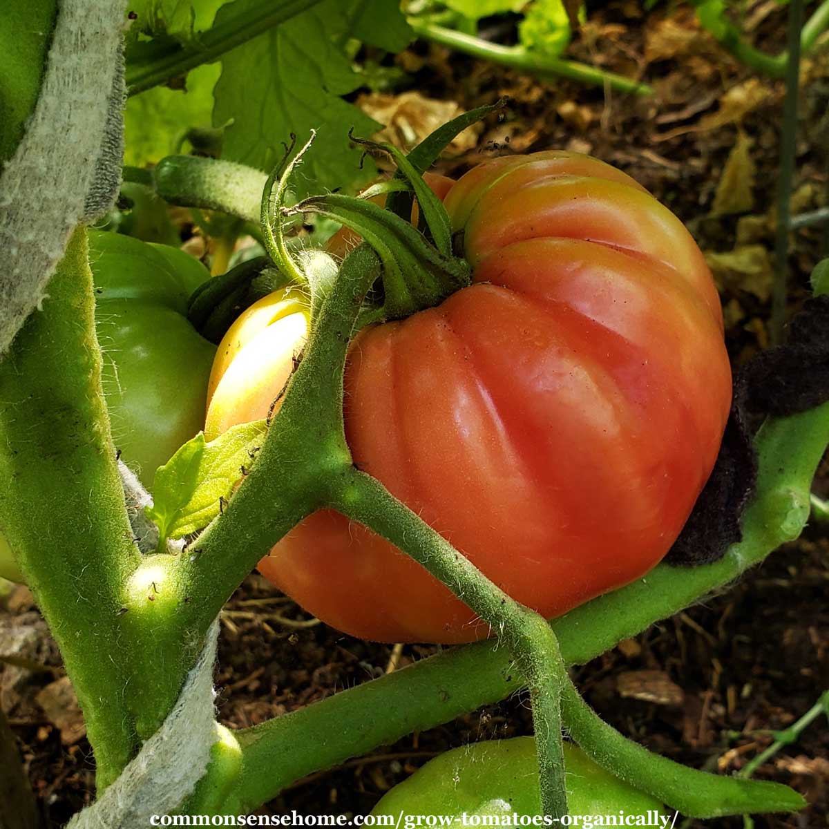 Ruler measuring growth on a newly planted tomato plant in a