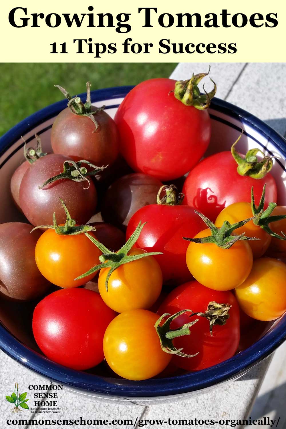 Text "Growing Tomatoes - 11 Tips for Success" above bowl of tomatoes