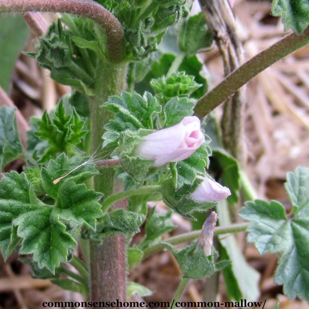 malva neglecta flower