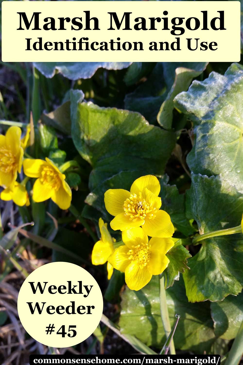 Marsh Marigold (Caltha palustris) plant with flowers