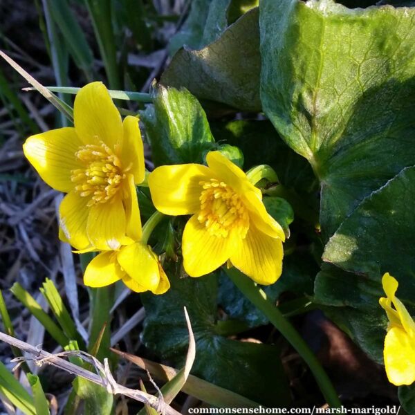 Marsh Marigold (Caltha palustris) Identification and Use