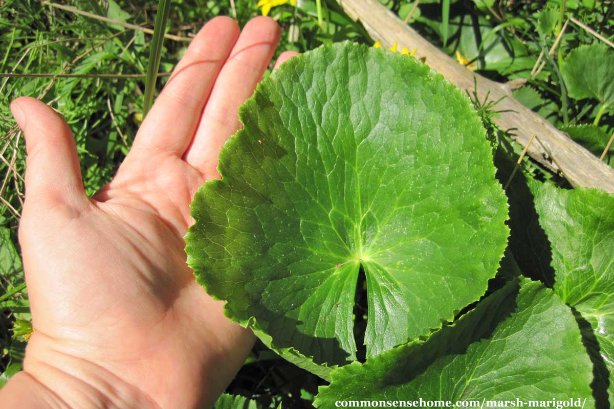 Caltha palustris basal leaf