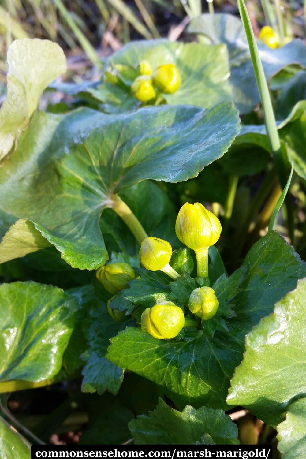 Marsh Marigold buds