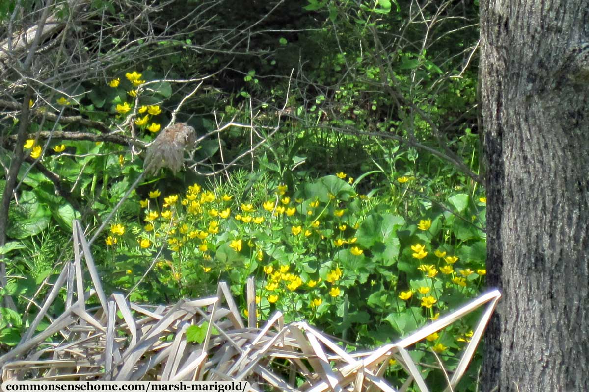 Marsh Marigold plants at the edge of marshy woods