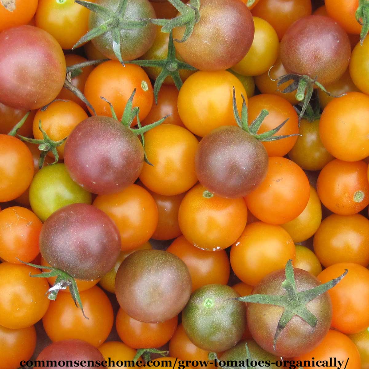 organic cherry tomatoes - sungold and black cherry