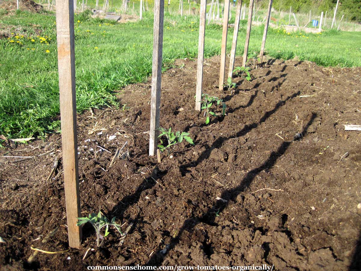 tomato plants with garden stakes