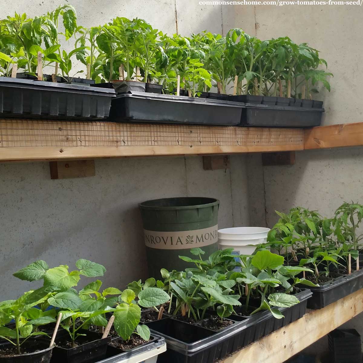 tomato plants in greenhouse