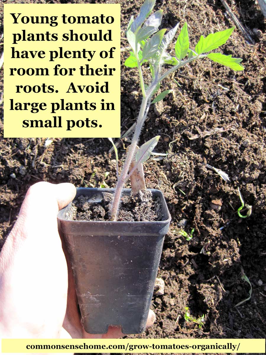 tomato plant ready to go in garden