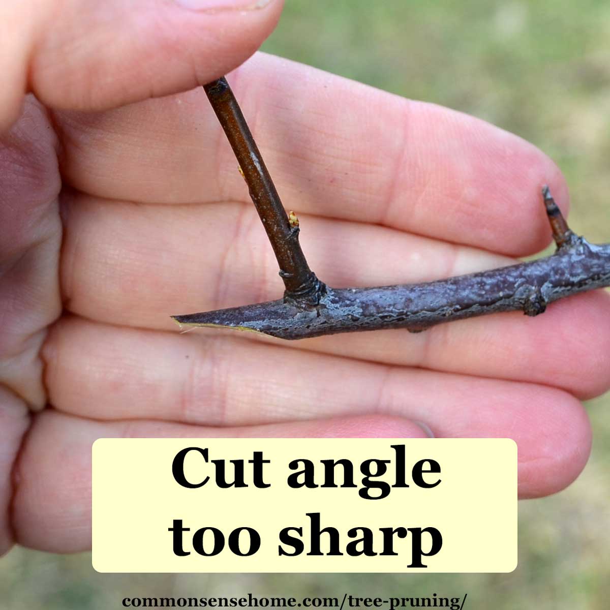 pruning cut with angle too sharp