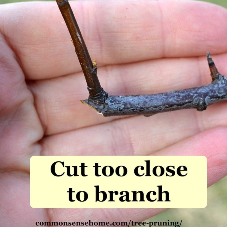 Tree Pruning Easy Tips for Beginners (We can help!)