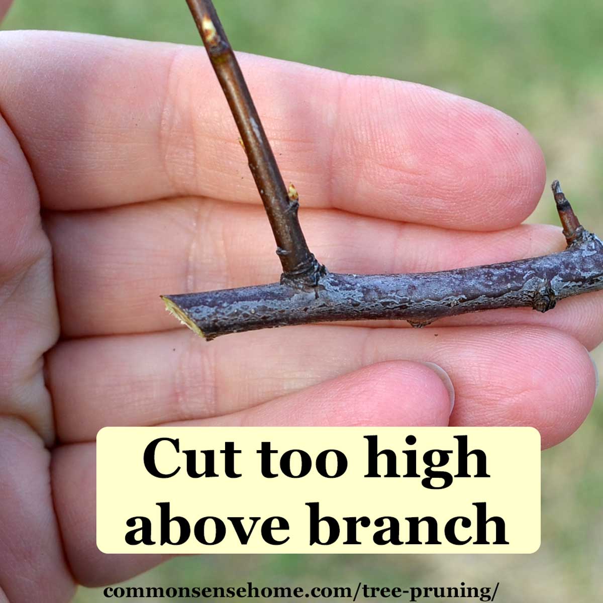 pruning cut too far above branch
