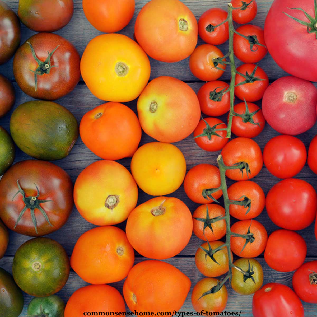 23 of the Best Slicing Tomatoes to Grow in Your Garden