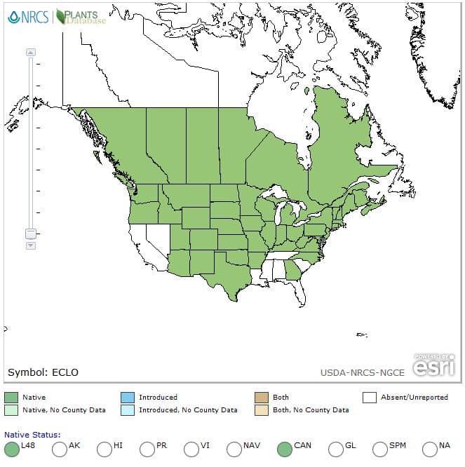 wild cucumber range map for North America