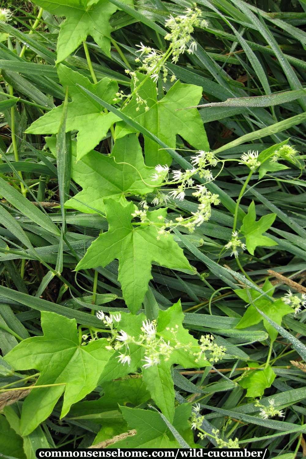 wild cucumber flowers