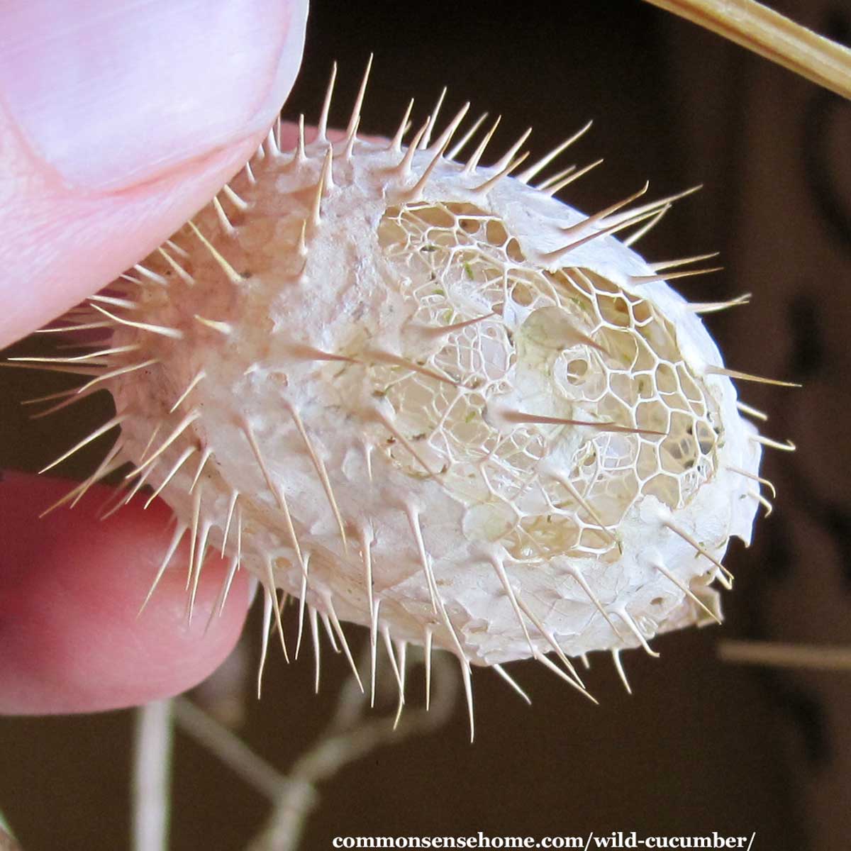 dried Echinocystis lobata fruit