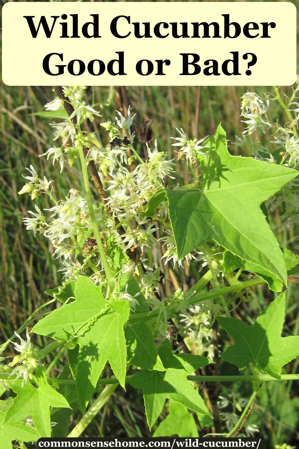 Wild cucumber vine, leaves and flowers