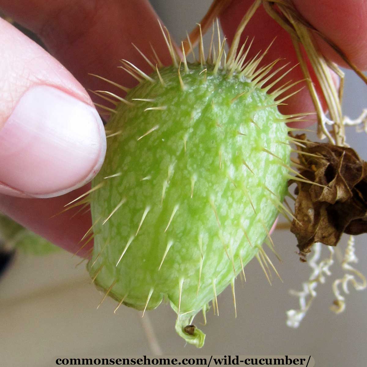 wild cucumber fruit - Echinocystis lobata