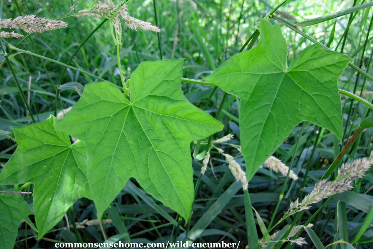 Echinocystis lobata leaves