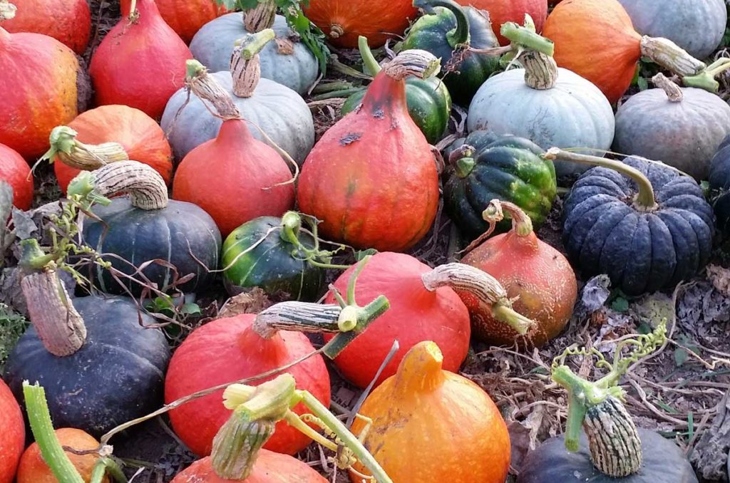 assortment of winter squash, one of the easiest vegetables to store