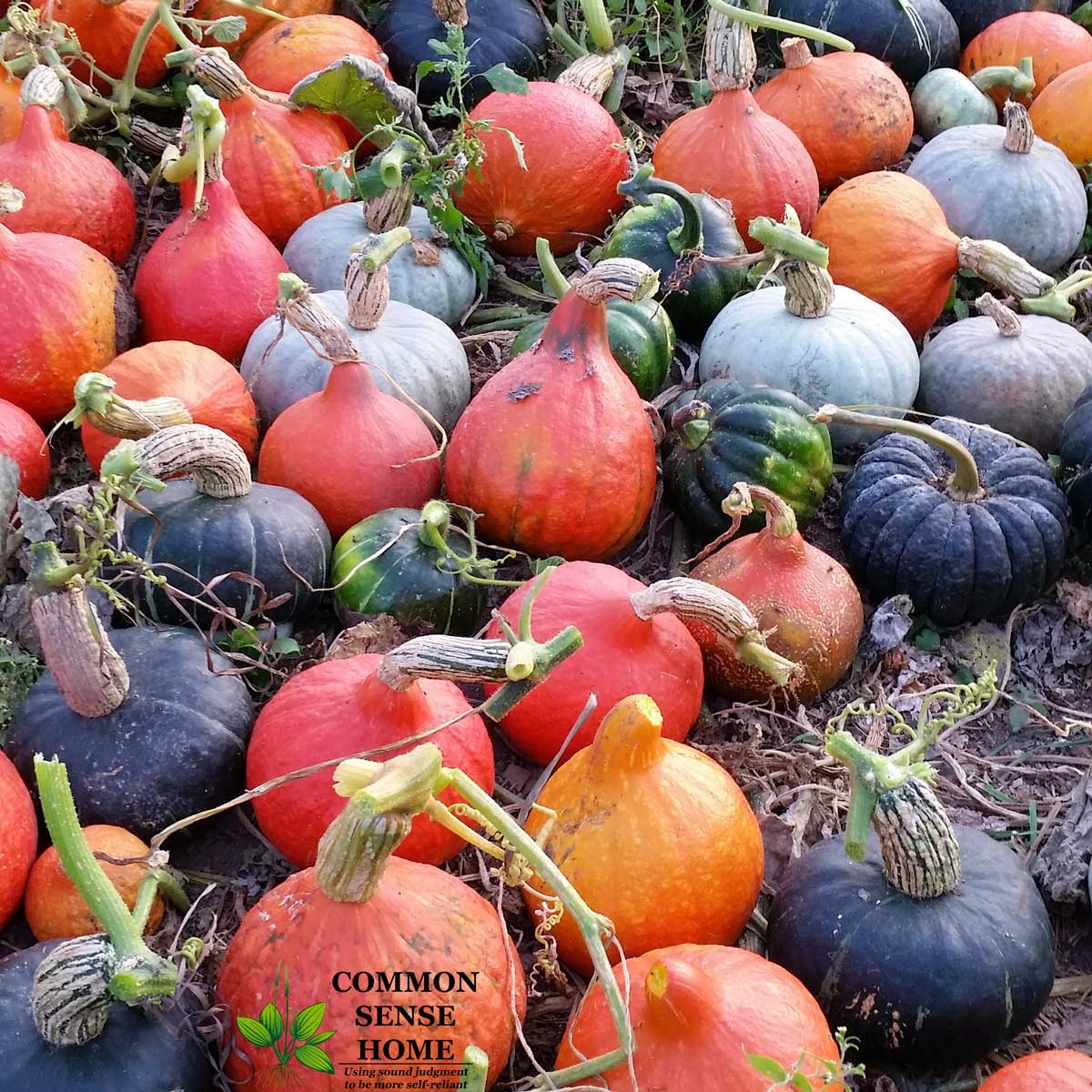 assortment of winter squash, one of the easiest vegetables to store