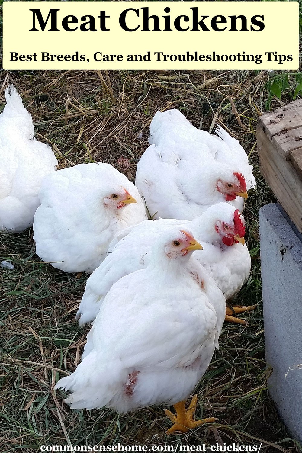 Cornish cross chickens for meat