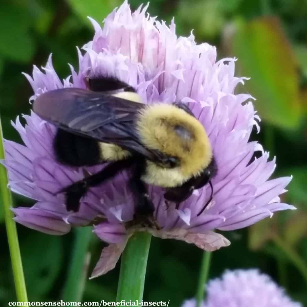 bumblebee on chive flower