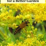 beneficial insect - soldier beetle