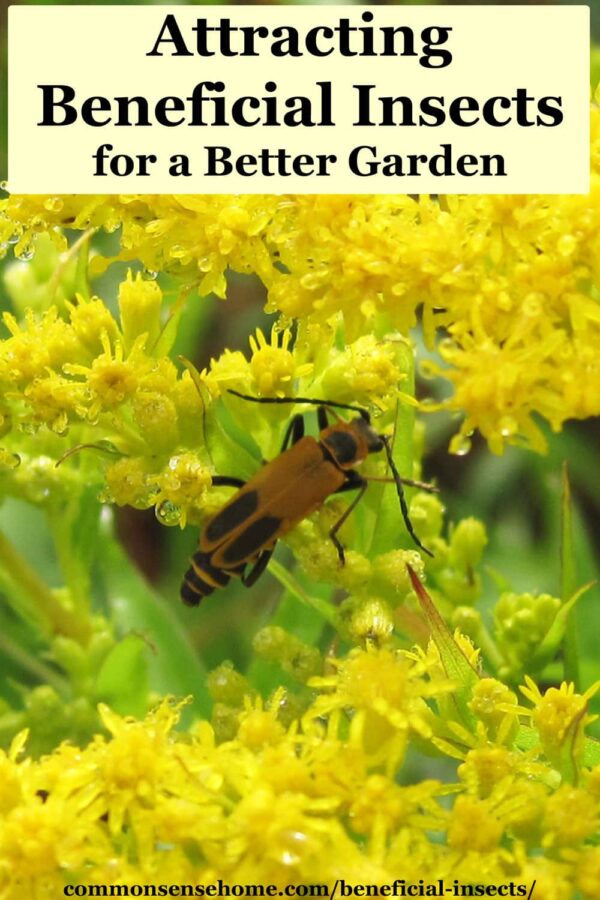 Attracting Beneficial Insects to Help Your Garden Thrive