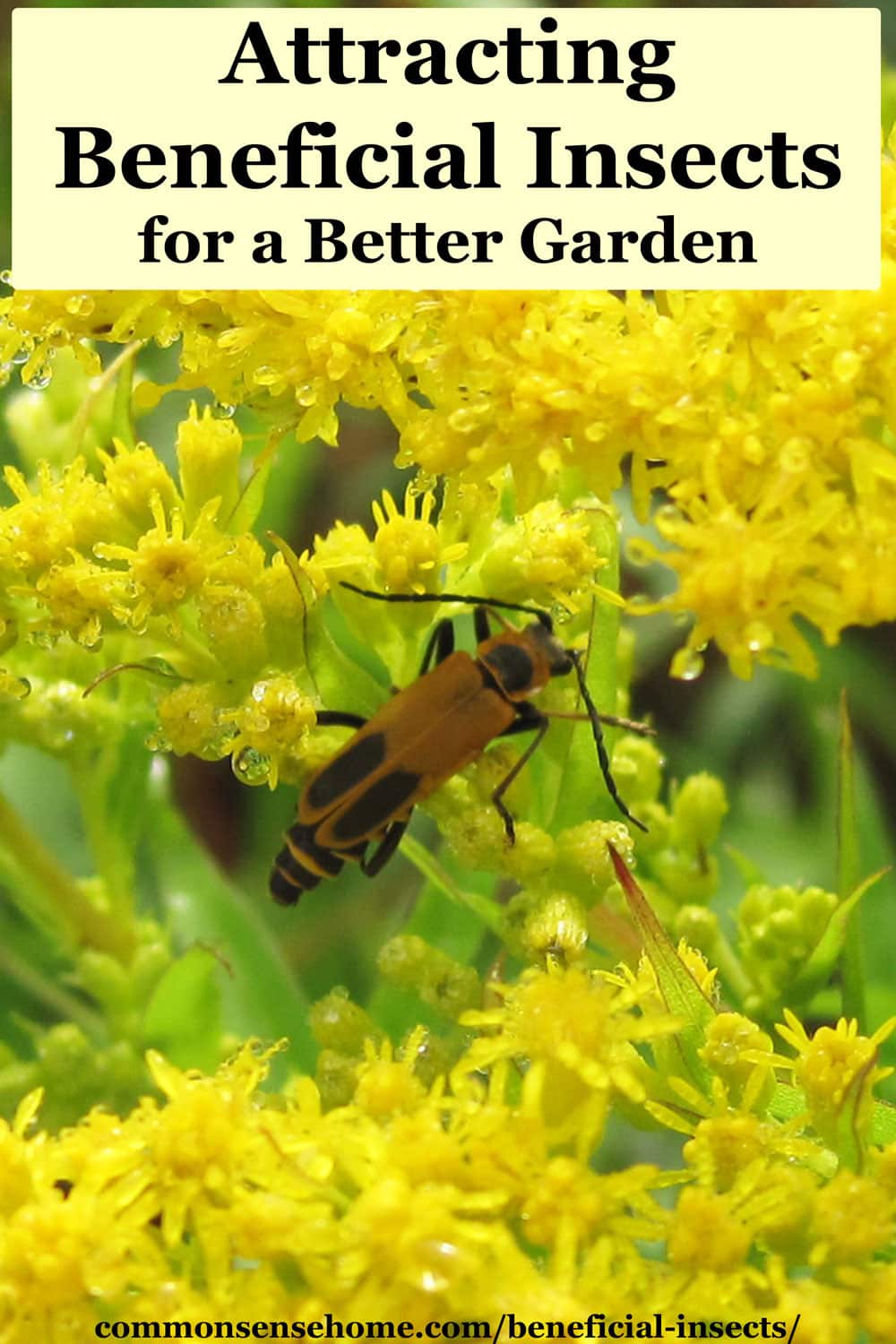 beneficial insect - soldier beetle