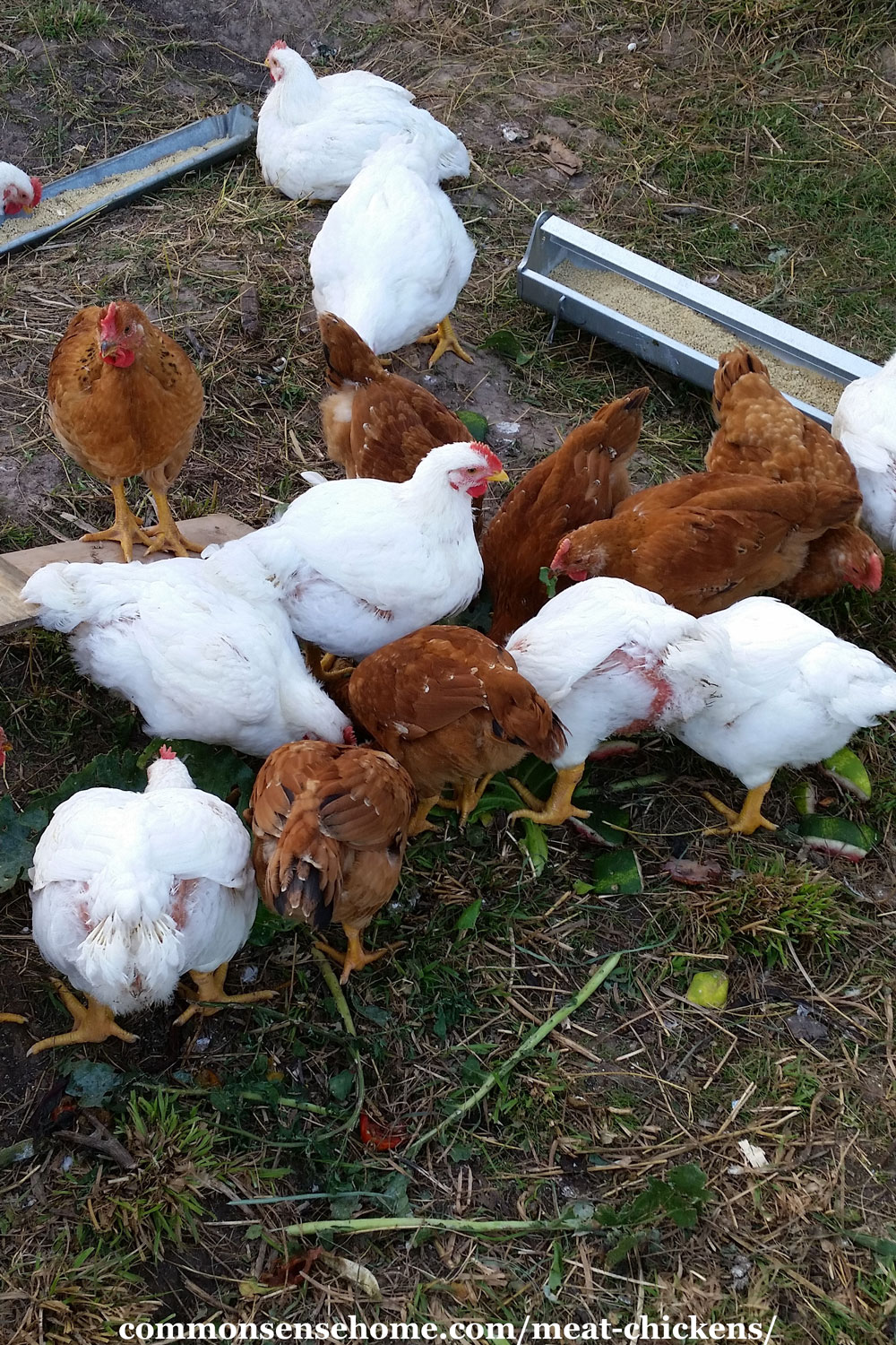 Cornish Cross and Red Ranger chickens, about half grown