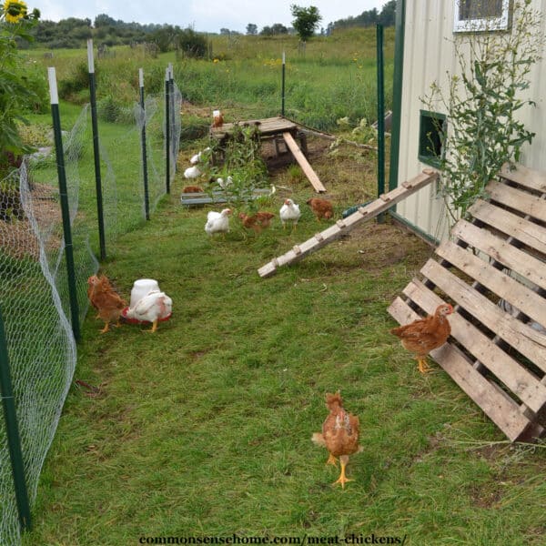 Meat Chickens Best Breeds, Care and Troubleshooting Tips
