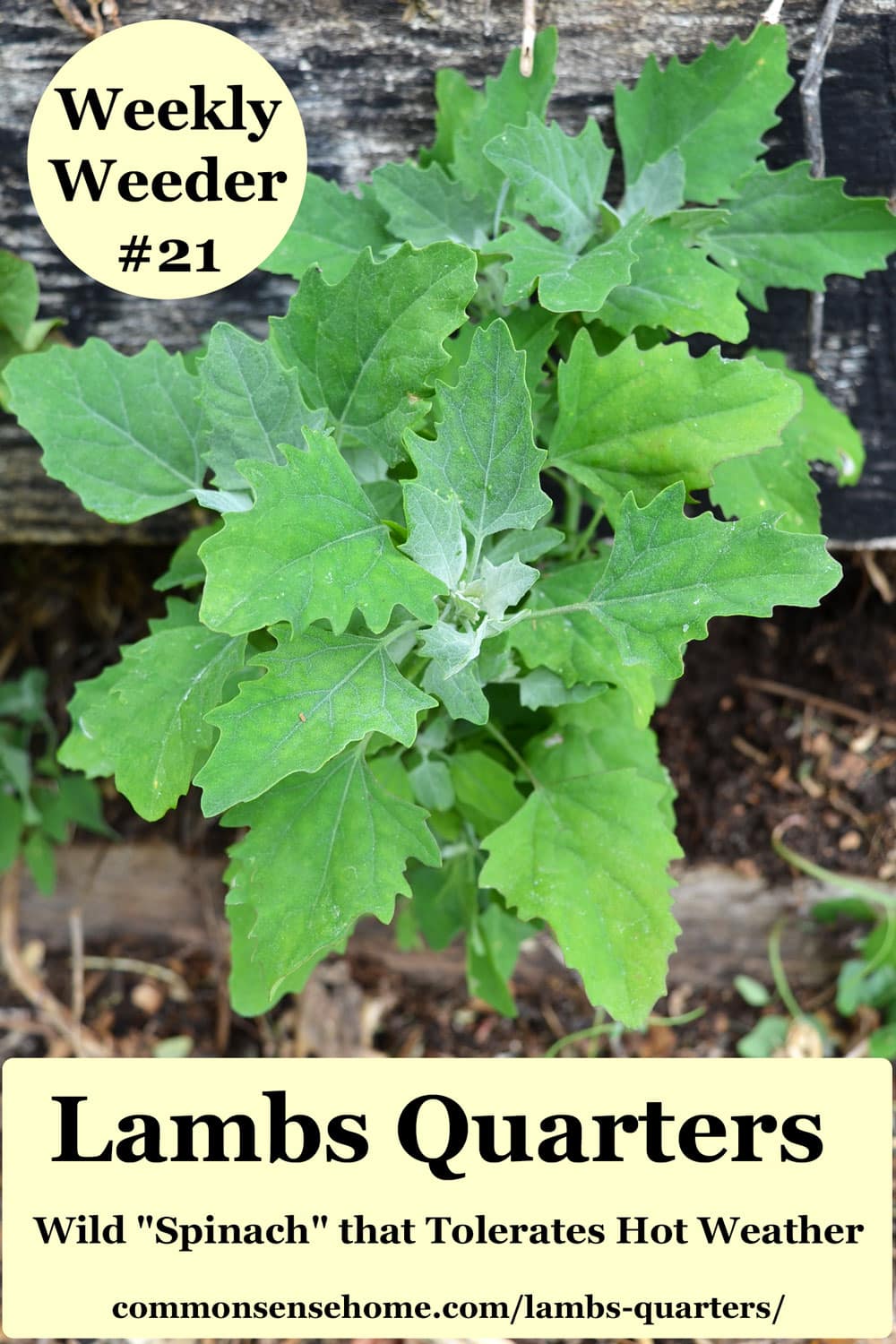 lambs quarters