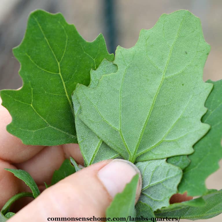 Lambs Quarters Wild "Spinach" that Tolerates Hot Weather