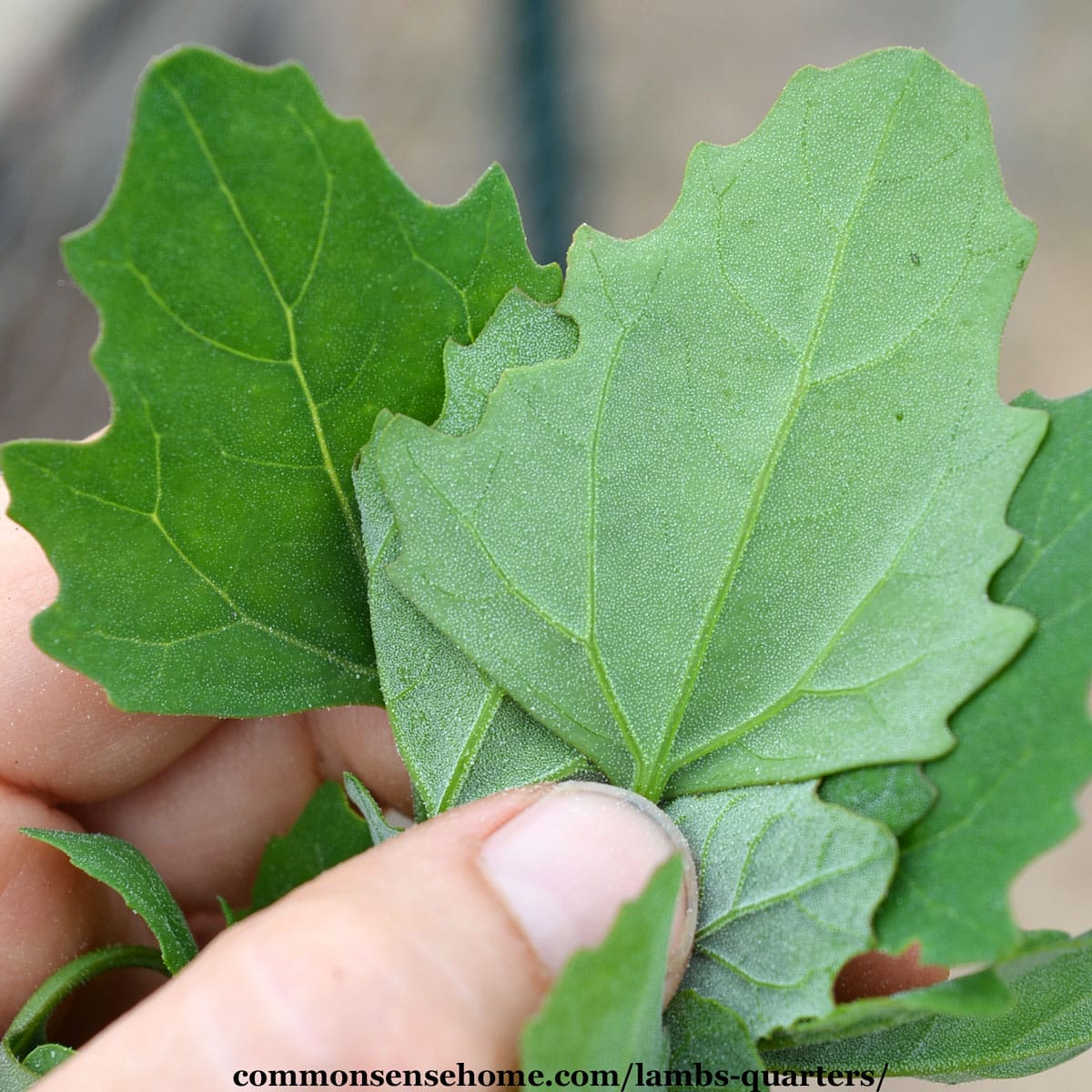 lambs quarter leaves