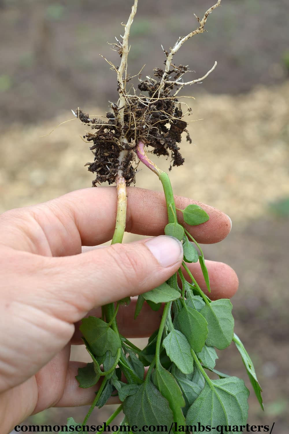 Chenopodium album roots