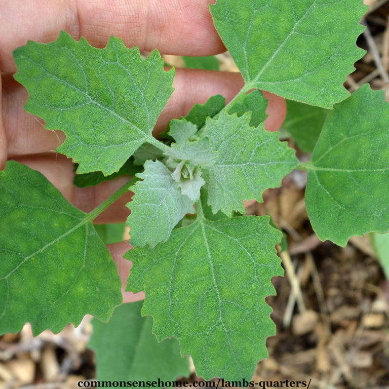 Lambs Quarters – Wild “Spinach” that Tolerates Hot Weather