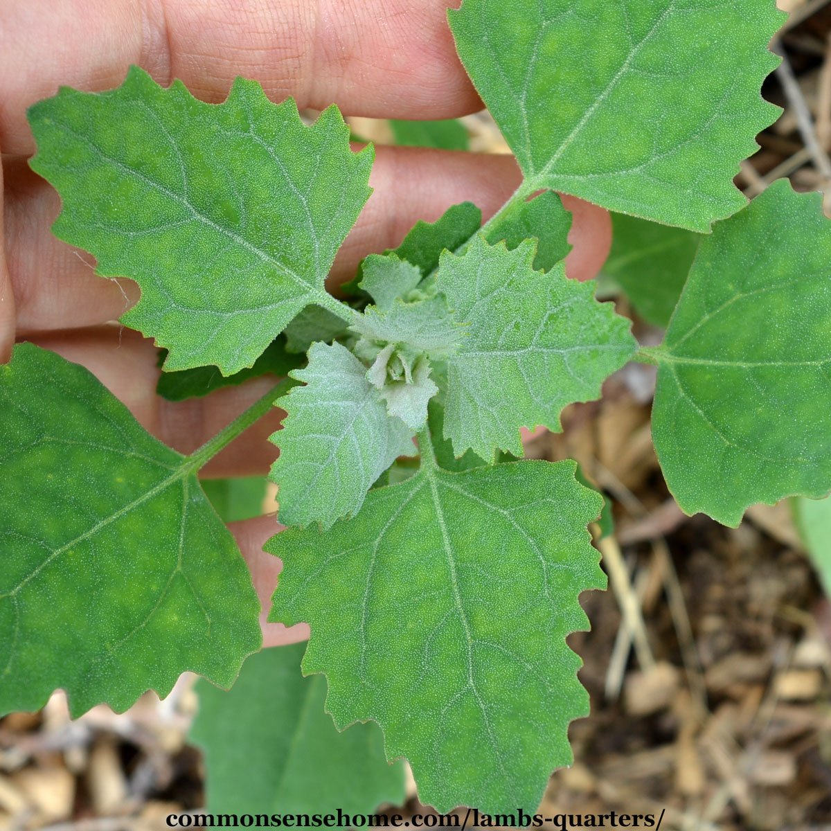 Chenopodium album - lambs quarter