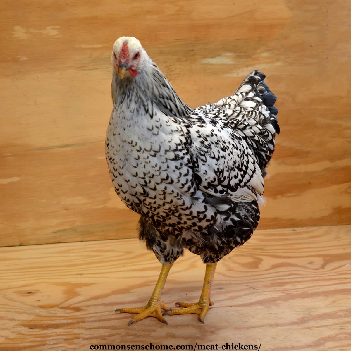 large breed heritage chicken