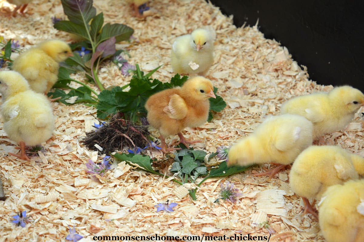 Cornish Cross and Red Ranger chicks