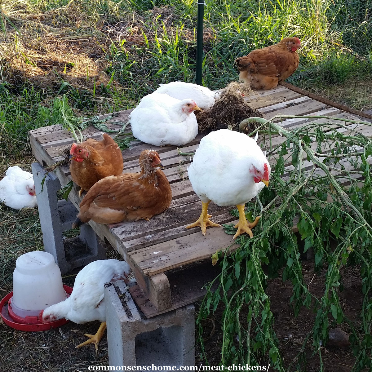 Discover 74+ pants for chickens to wear super hot - in.eteachers
