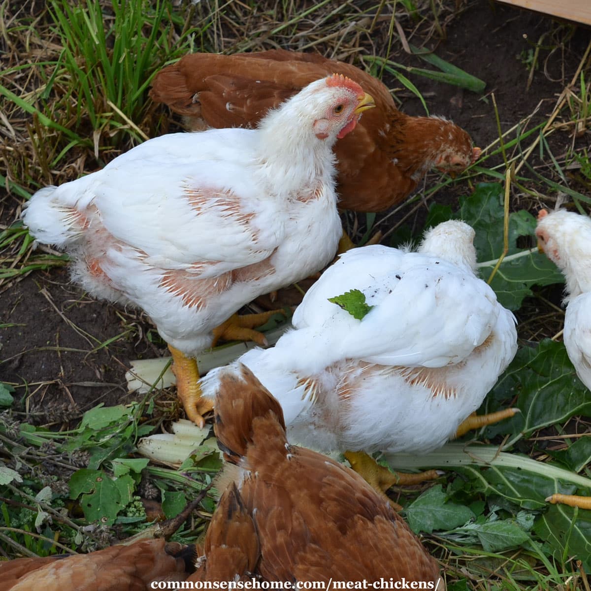 Cornish Cross chickens with feathers missing