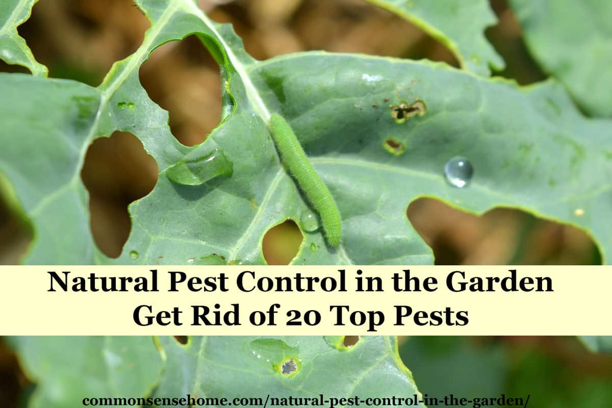 Natural Pest Control In The Garden Get Rid Of 20 Top Pests