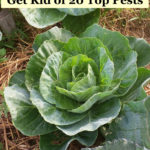 Text "Natural Pest Control in the Garden - Get Rid of 20 Top Pests" with cabbage plant