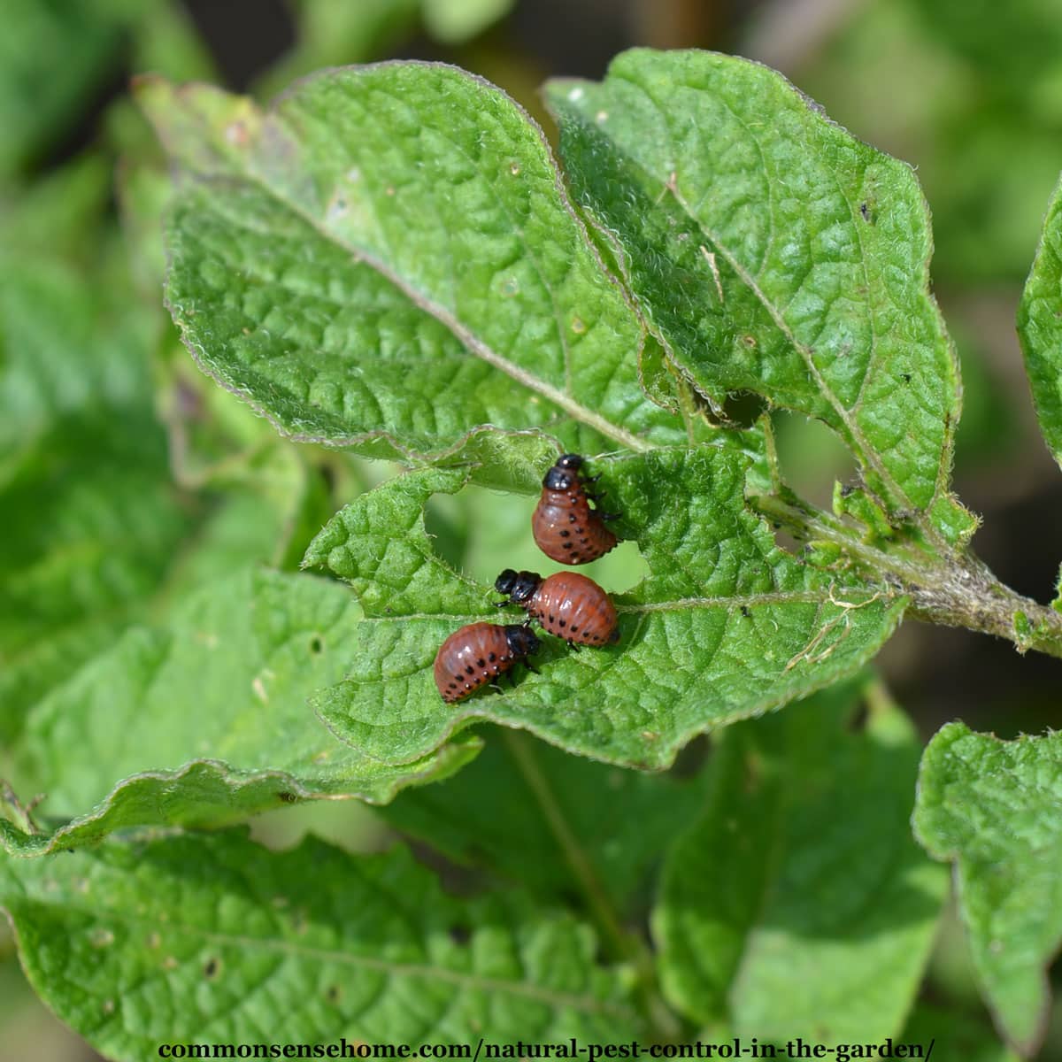 potato beetle larva on potato plant