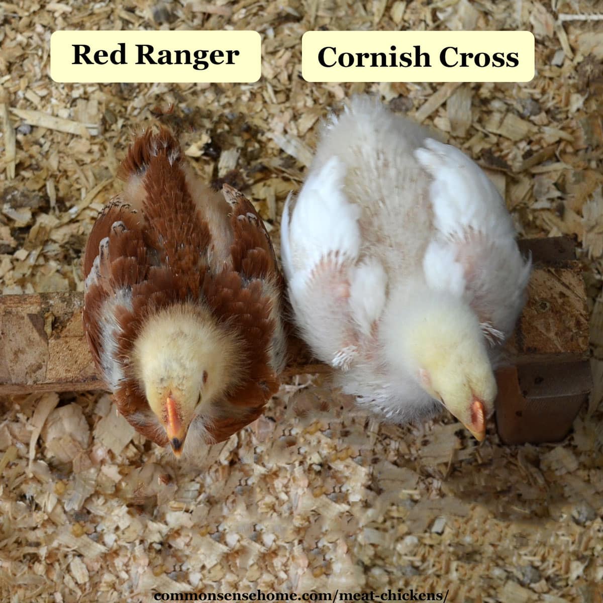 comparison of red ranger and cornish cross chicks