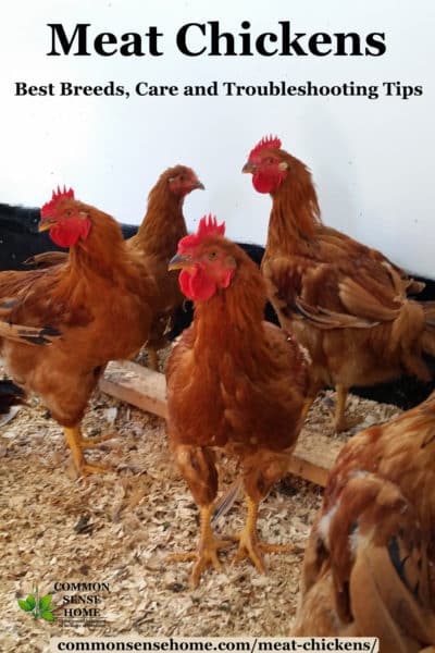 Meat Chickens - Best Breeds, Care and Troubleshooting Tips