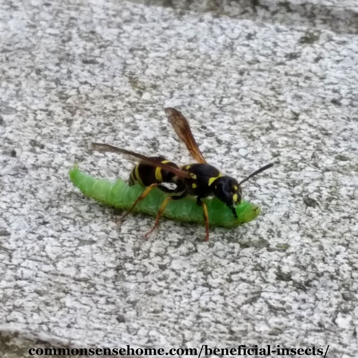 wasp eating cabbage worm is a predatory beneficial insect