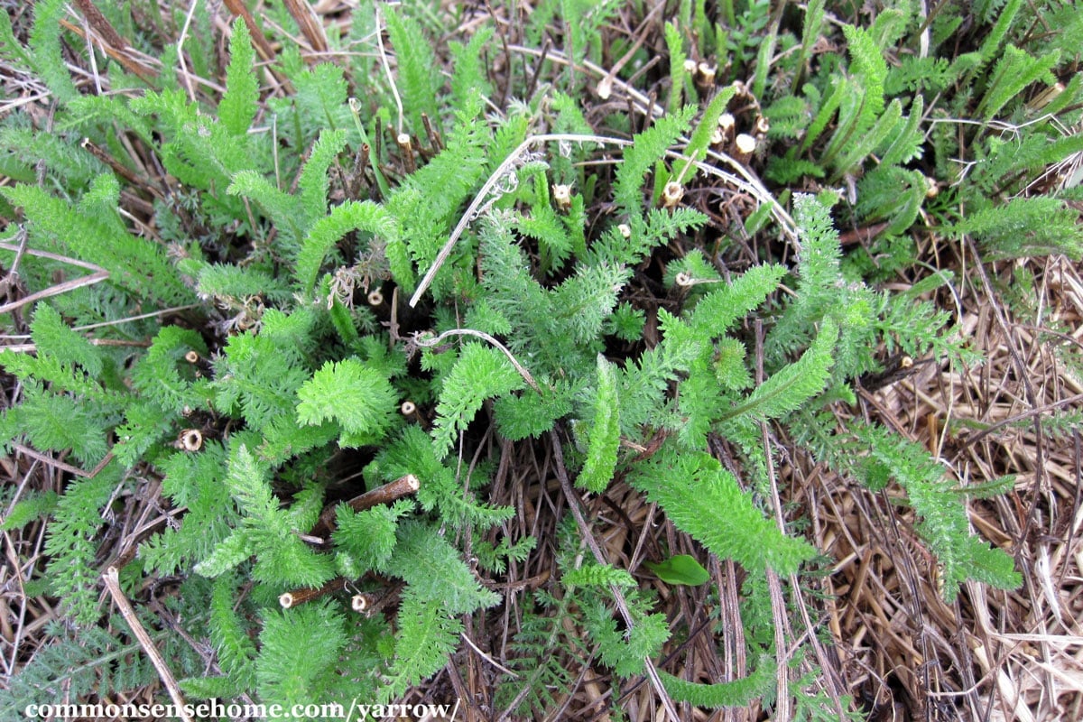 Achillea millefolium plants