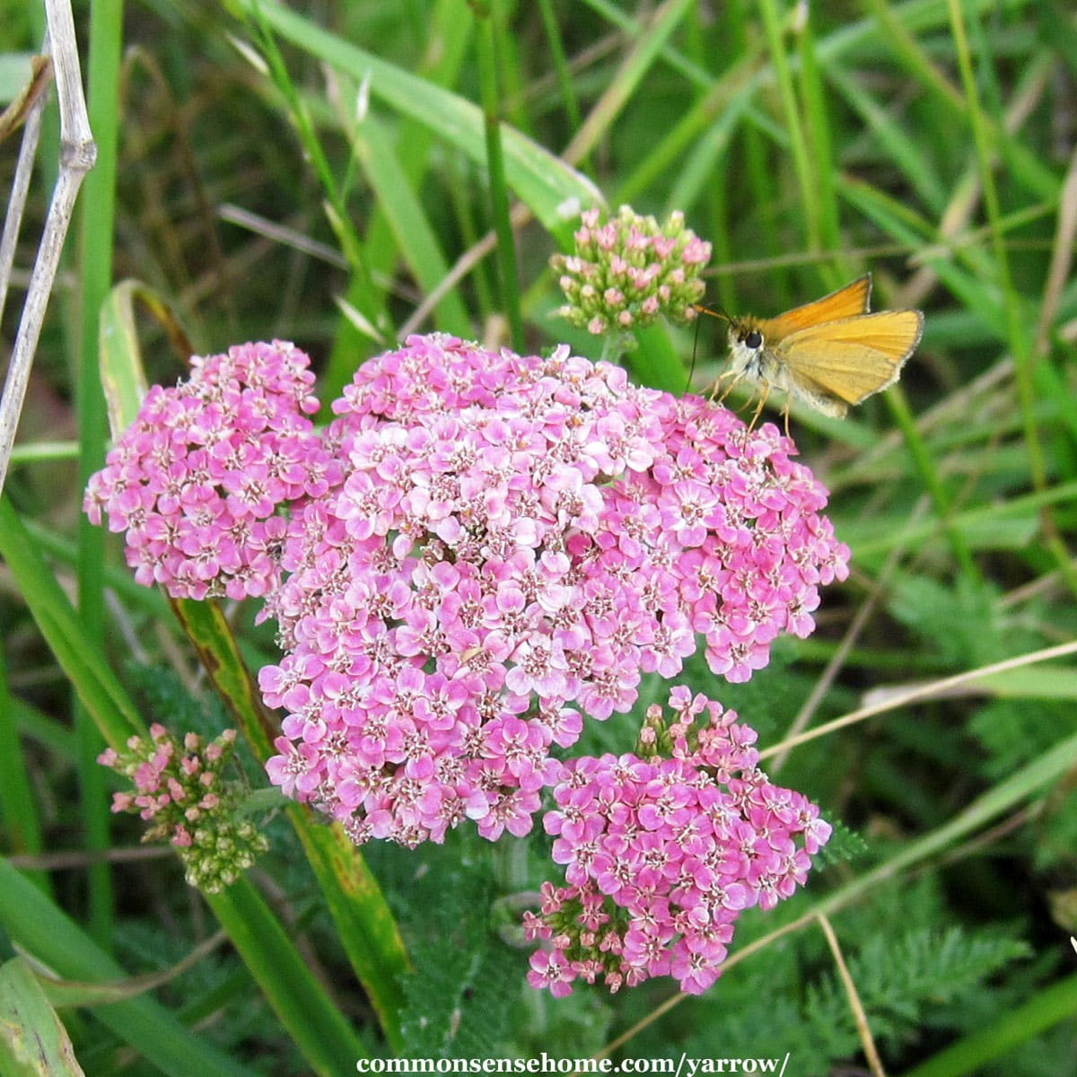 pink yarrow flowers