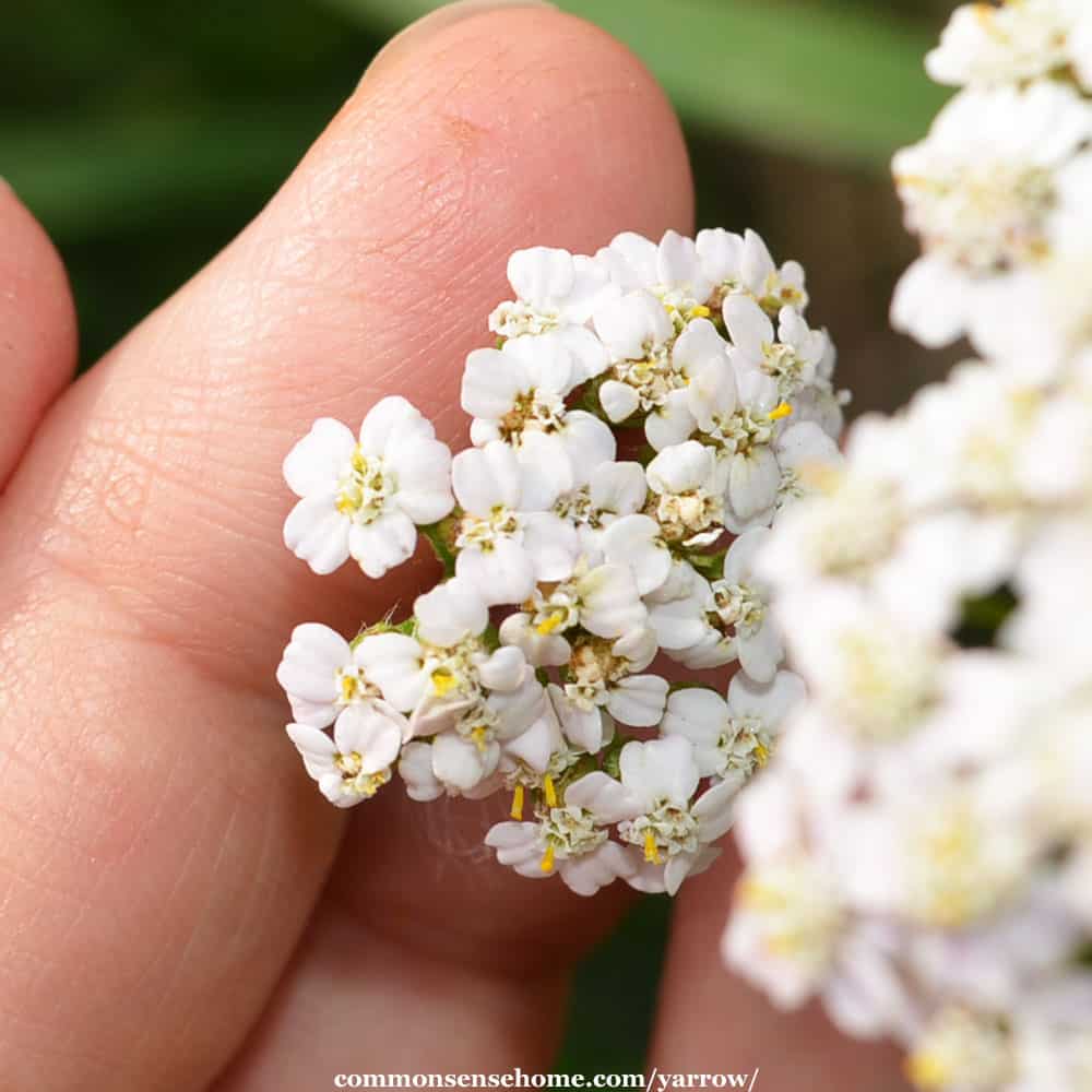 white yarrow flowers